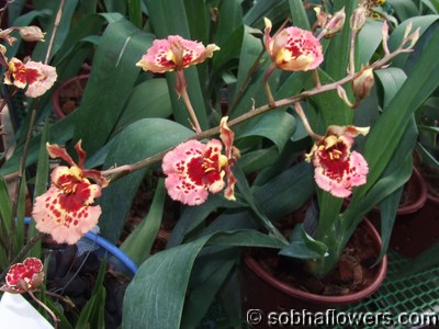 Equitant Oncidium